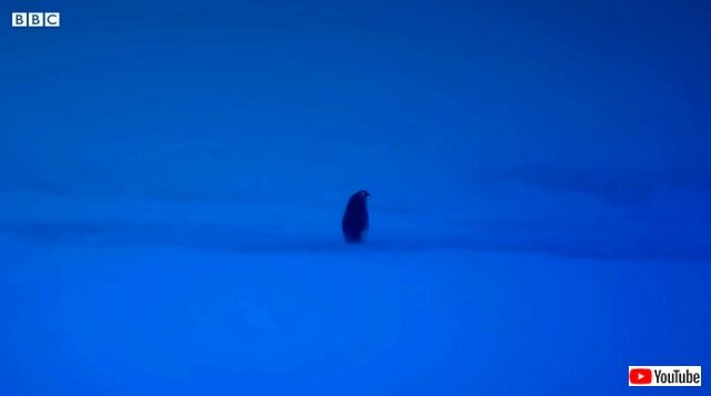 penguin5_640
