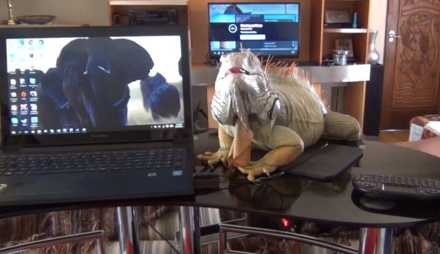 iguana7_e