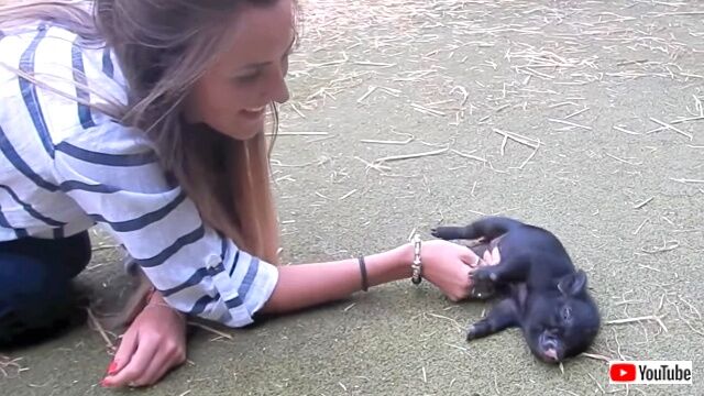 happypiglet5_640