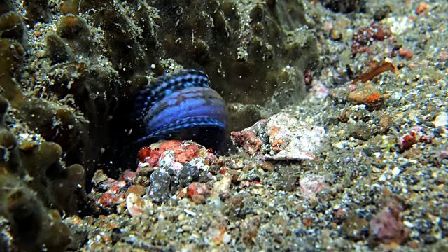 jawfish5