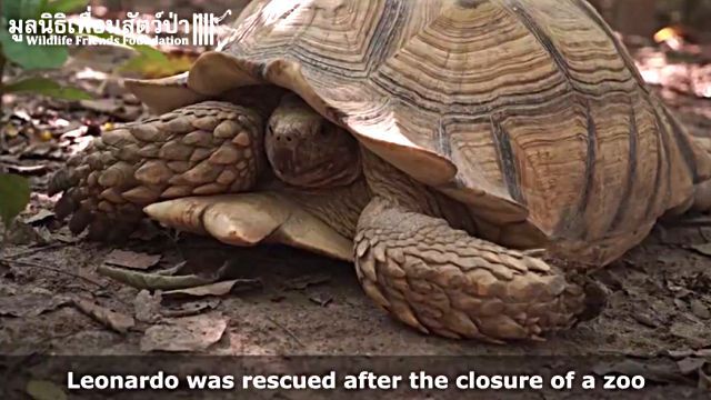 cowntortoise2
