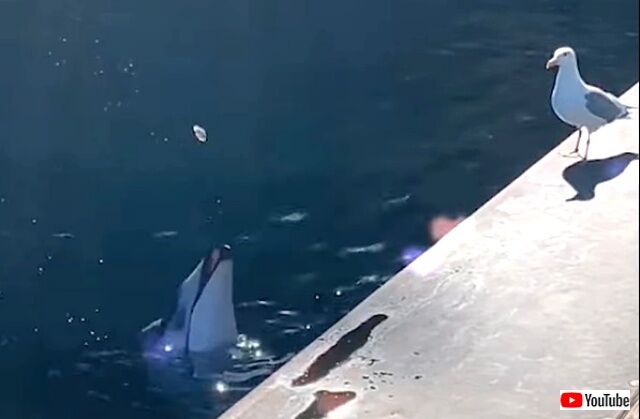dolphinseagull2_640