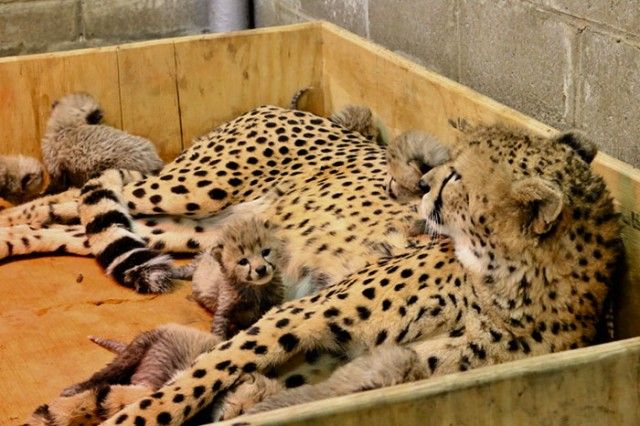 cheetah-eight-cubs-st-louis-zoo-3-5a4f6fcc6e953__700_e