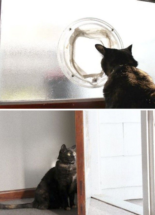 funny-idiot-cats-40-5ae0954793ec3__605_e