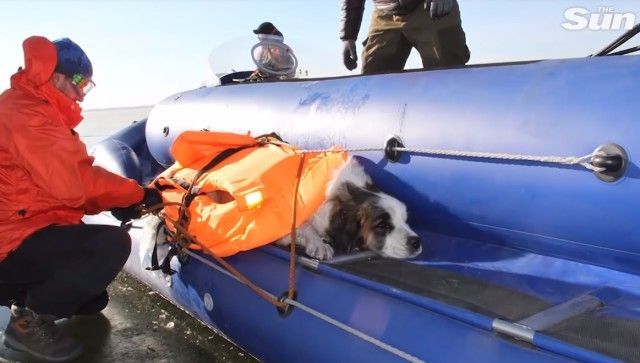 dogrescuedfromlake6_e