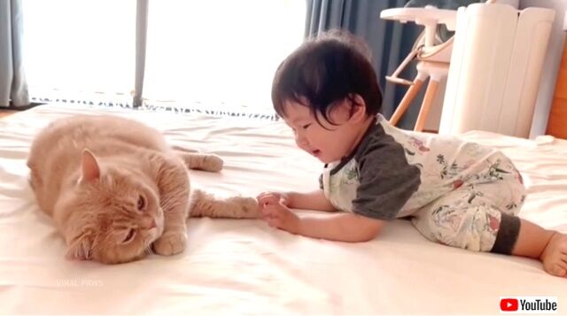 jealouscat3_640