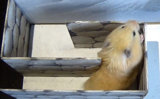 hamster4_e