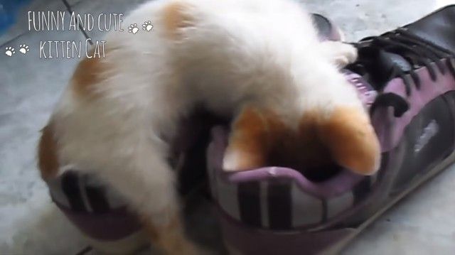 funnycatssleeping5_e