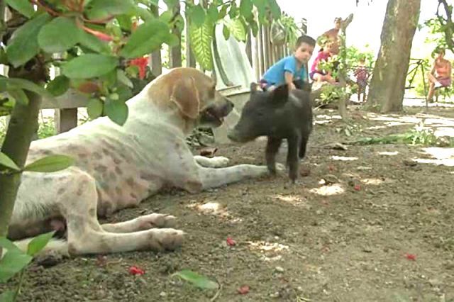 pigdog1 (1)
