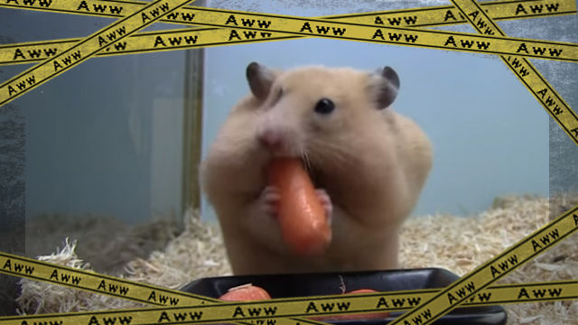 hamu
