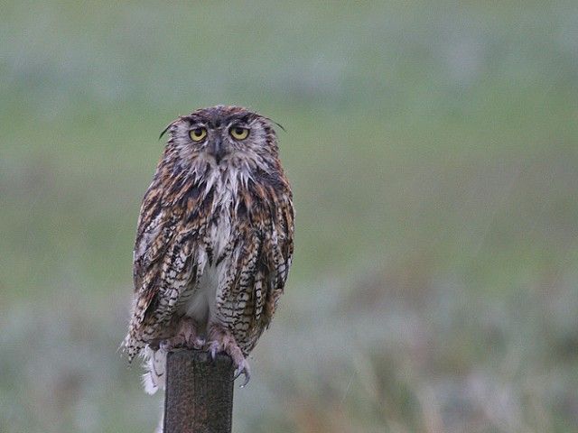funny-wet-owls12_e
