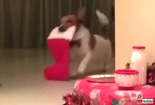 doggo1_640
