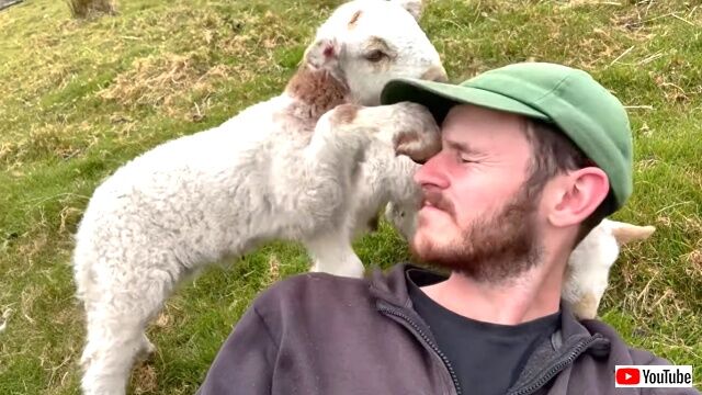 lamb1_640