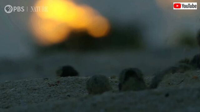 tinyturtles1_640