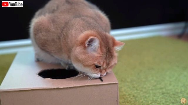 cartonboxhosico7_640