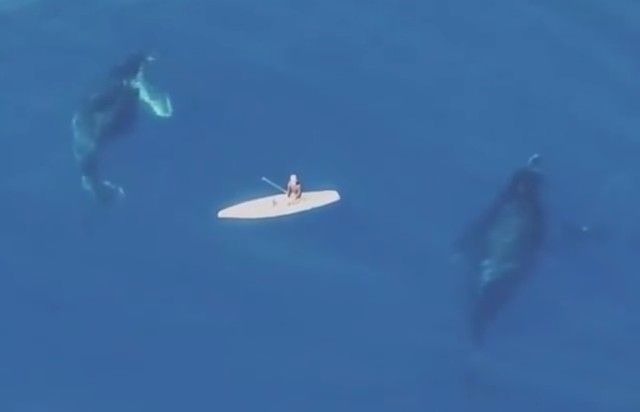whalesnpaddleboarder4_e