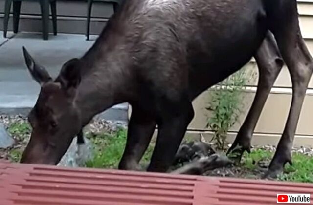 moosegrazes4_640