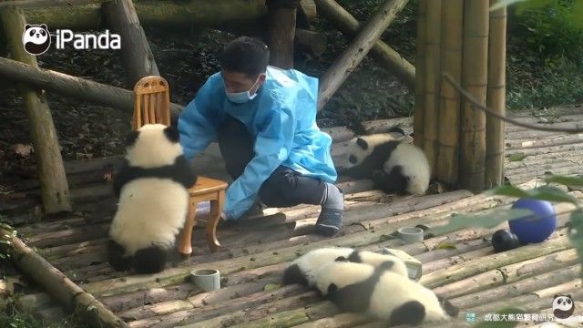 pandatop41_e