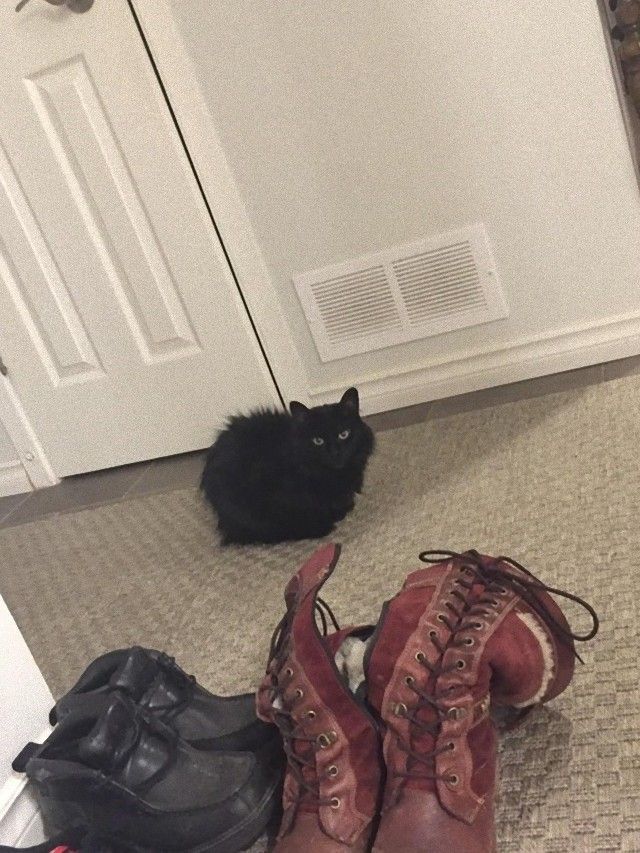 catloaf8_e