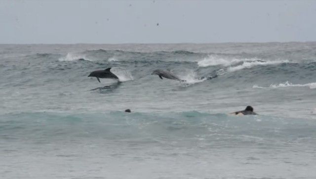 dolphinsnsurfers1_e