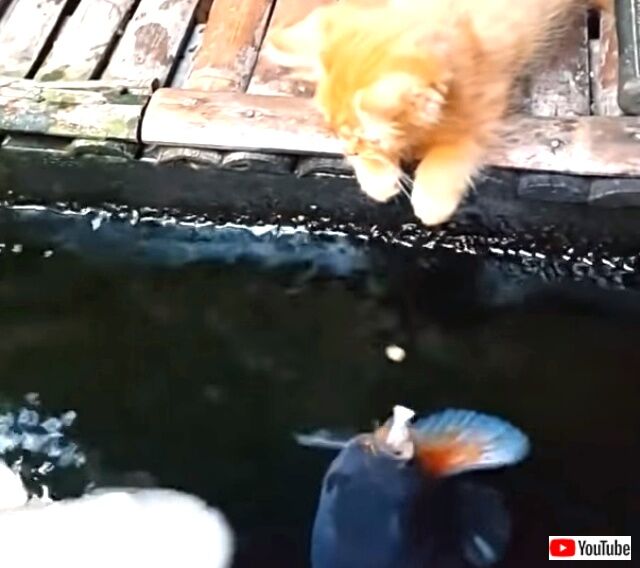 kittenkoi2_640