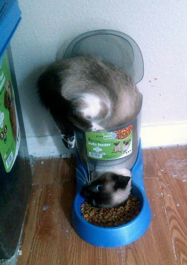 funny-idiot-cats-266-5ae07fb015d9c__605_e