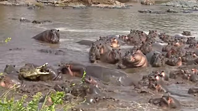 30hippos5