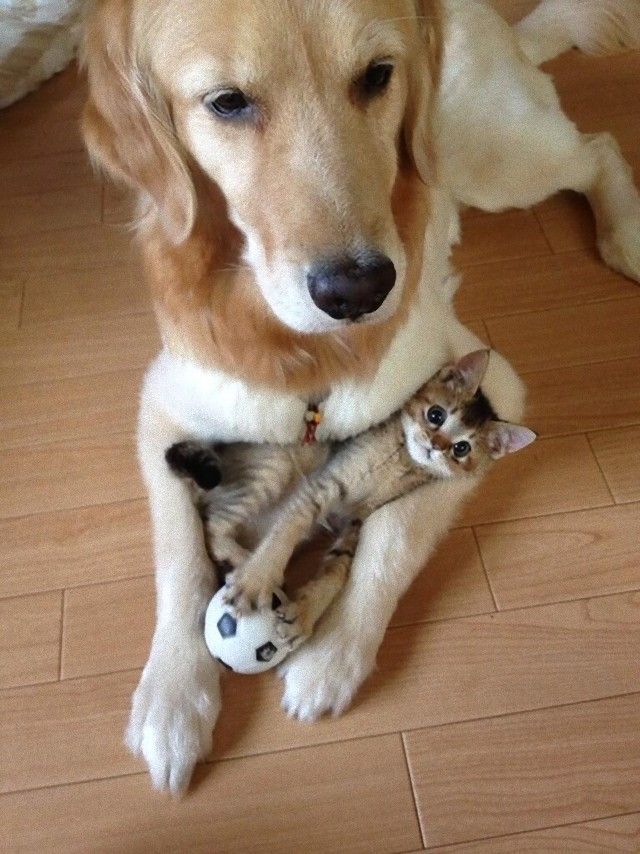 catsndogs13_e