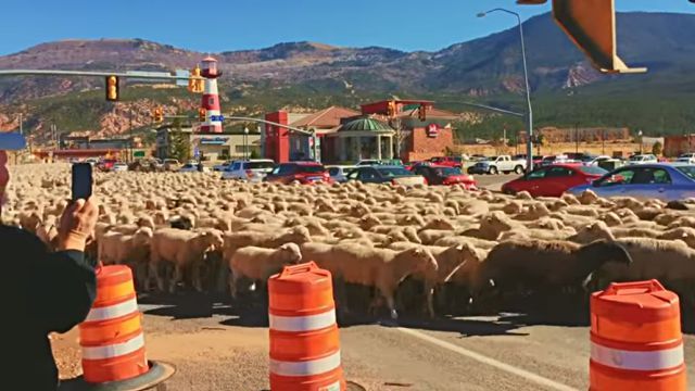 sheeps2