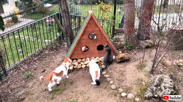 outdoorcats6_640