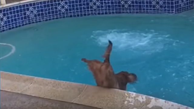 funnyanimalsinpools1