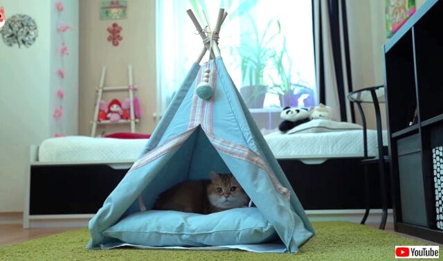 tent2_640