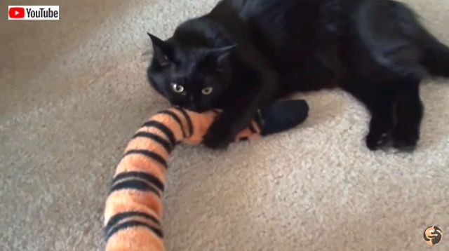 fakecats0_640