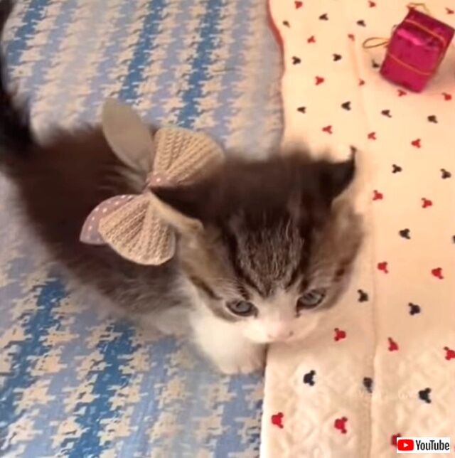 softkitties5_640