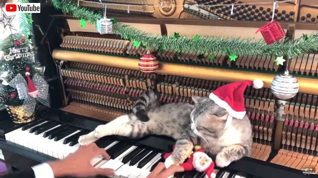 merrymeow4_640