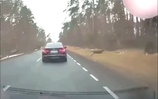 deercolliding1_640