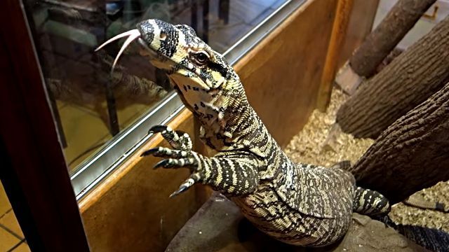 monitorlizard9