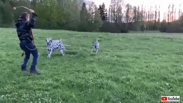 bestpets_20190804_5