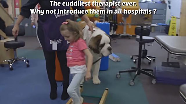 therapydog7