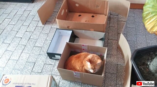 catinmaze5_640
