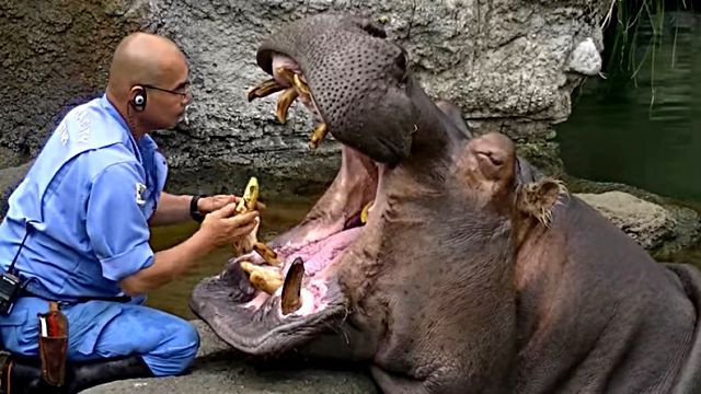 hippo6