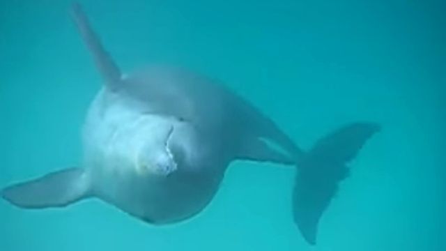 yellingdolphin2