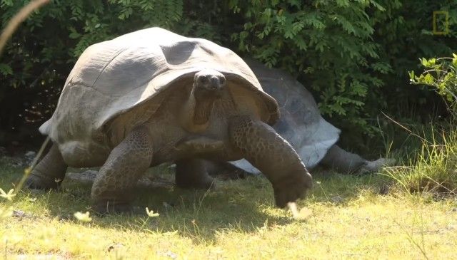 matingtortoises5_e