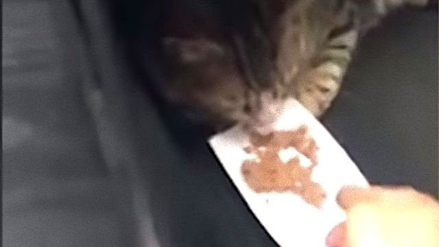 driverncat3_e