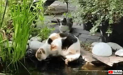 pond