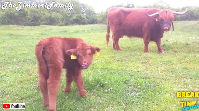 highlandcalves3_640