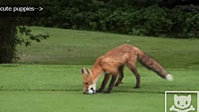 golfballfox3