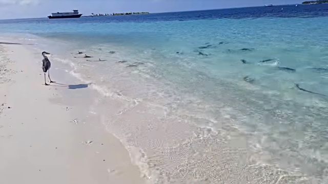 Maldives5