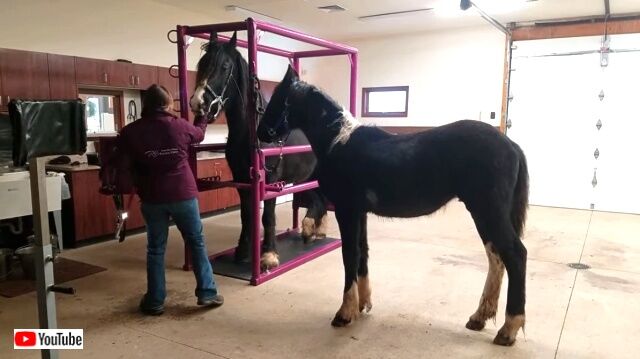 horsedentist3_640