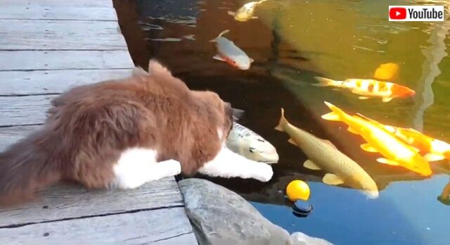 catsnfish3_640
